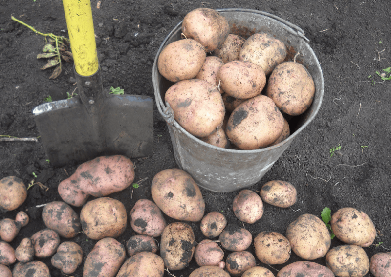 
Своя картошка уже в июне: советы опытных огородников для получения раннего урожая                