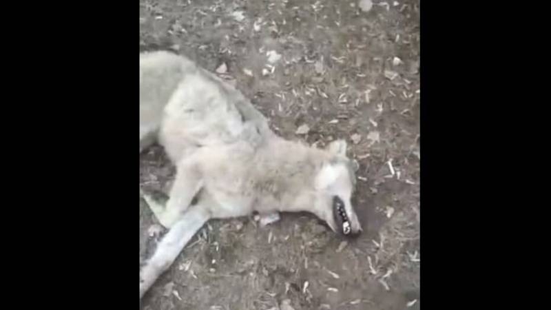 
Бешеный волк набросился на мужчину и его жену возле детского сада в Воронежской области                