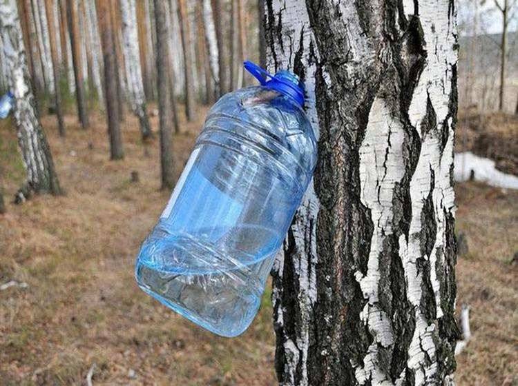 
Полезен ли березовый сок, и как его собирать, не причиняя вреда деревьям                