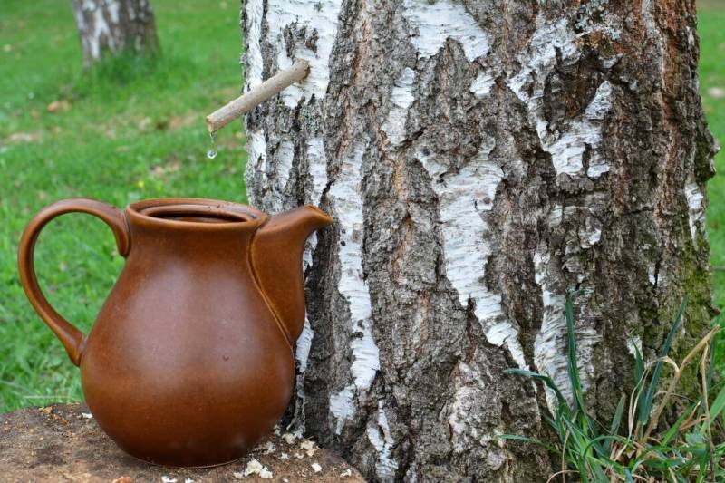 
Полезен ли березовый сок, и как его собирать, не причиняя вреда деревьям                