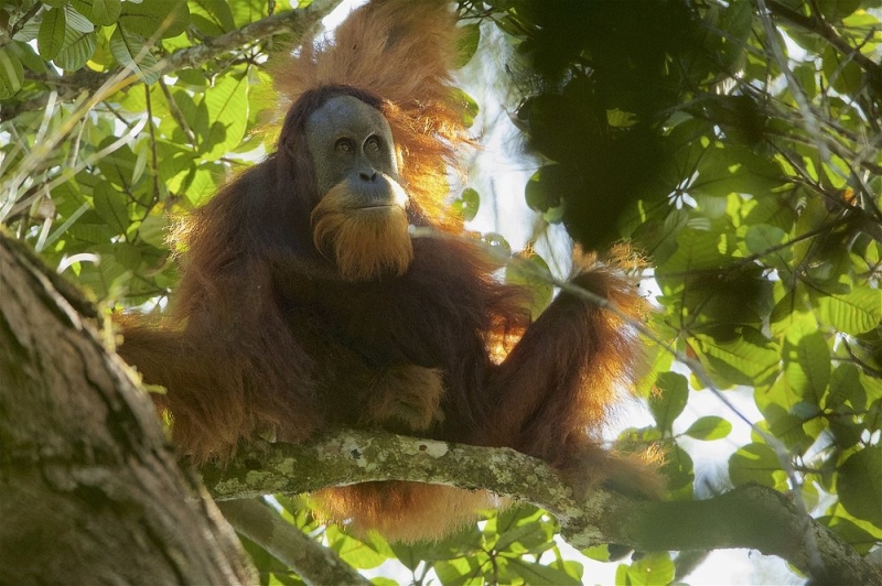 
Уже через несколько лет орангутанов Тапанули можно будет увидеть только на картинках                
