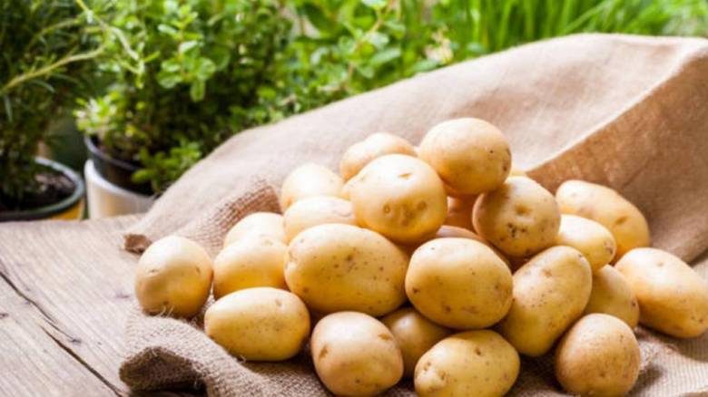 
Чем опасен молодой картофель, и кому от него лучше отказаться                