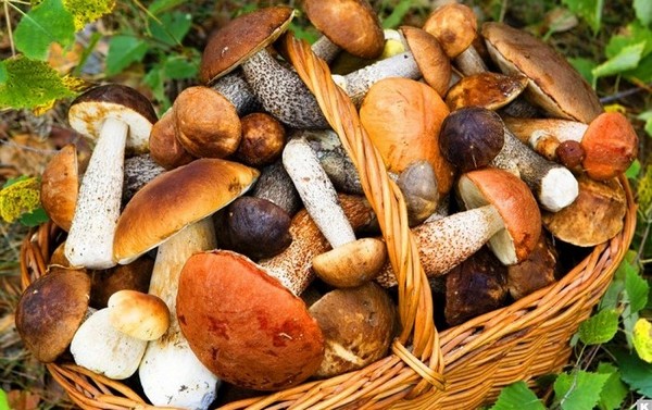 
Где и когда собирать первые грибы в Московской области в 2021 году                
