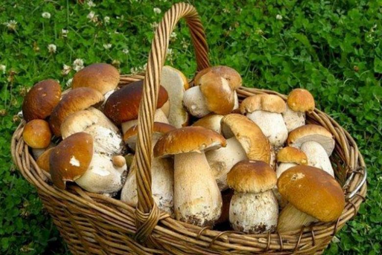 
Где и когда собирать первые грибы в Московской области в 2021 году                