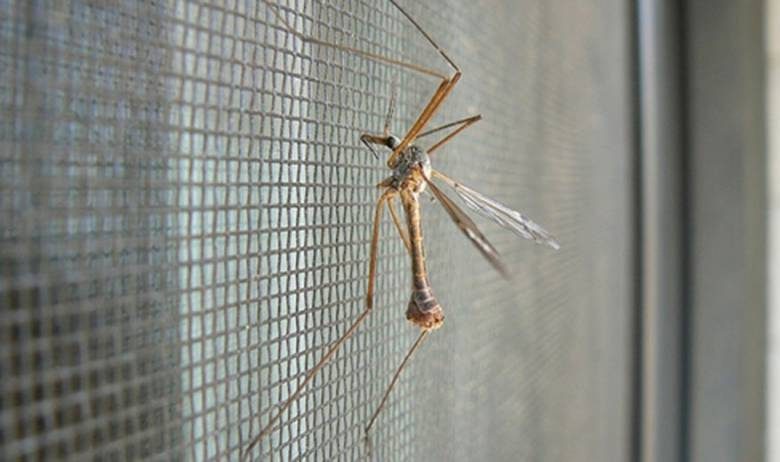 
Как избавиться от комаров в квартире: народные средства                
