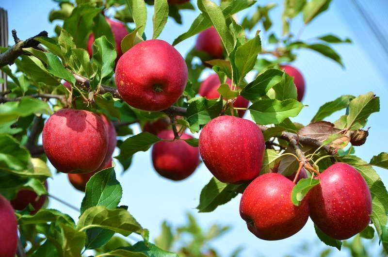 
Как повысить урожайность яблони при помощи правильной подкормки                