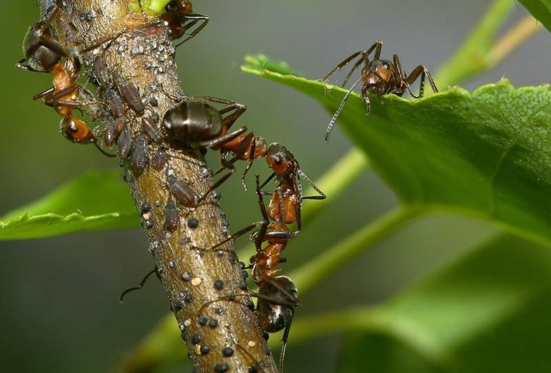 
Как «выгнать» муравьев из теплицы и «отбить» охоту возвращаться                