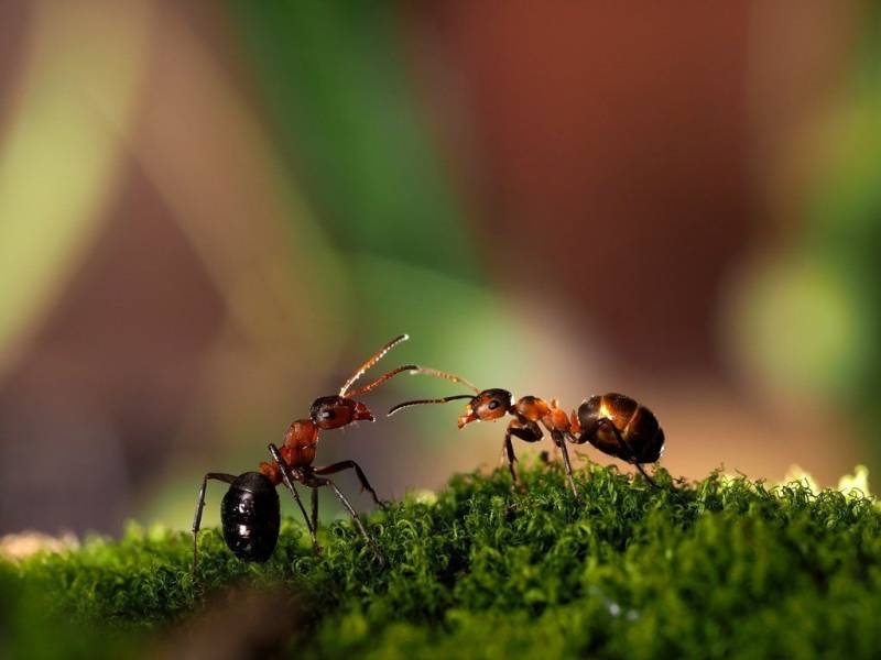 
Как «выгнать» муравьев из теплицы и «отбить» охоту возвращаться                