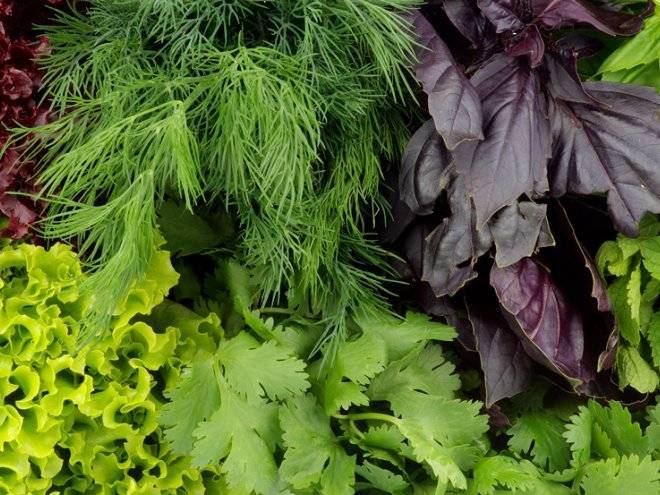 
«Море» зелени и пользы: рецепты лёгких салатов                