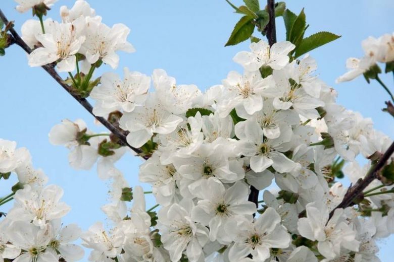
Почему после активного цветения вишня не приносит плодов, и как решить эту проблему                