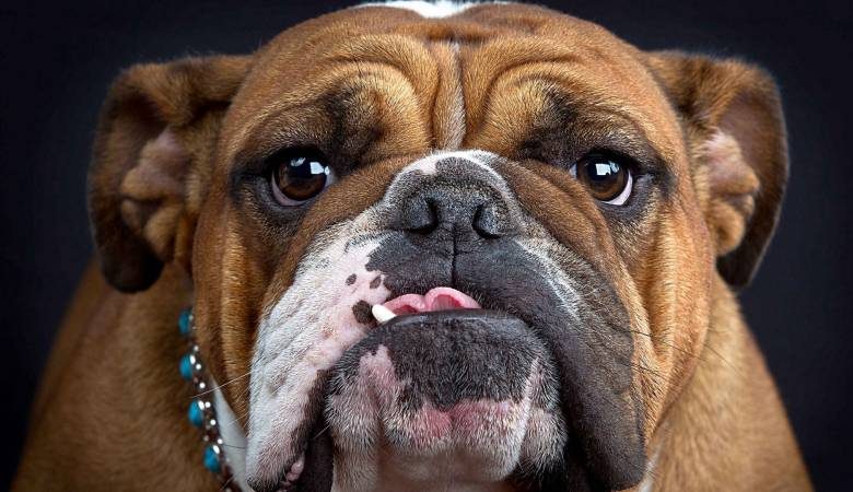 
Почему собаки бывают «кусачими», выяснили учёные из Финляндии                