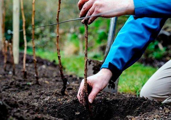 
Самые частые ошибки садовода: как не погубить деревья                