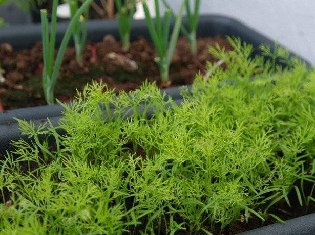 
Советы опытных садоводов помогут вырастить сочную зелень укропа без зонтиков                