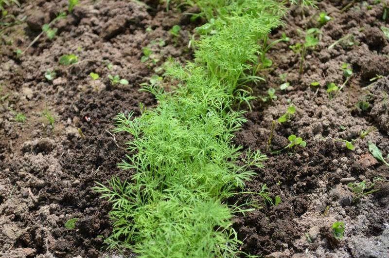 
Советы опытных садоводов помогут вырастить сочную зелень укропа без зонтиков                