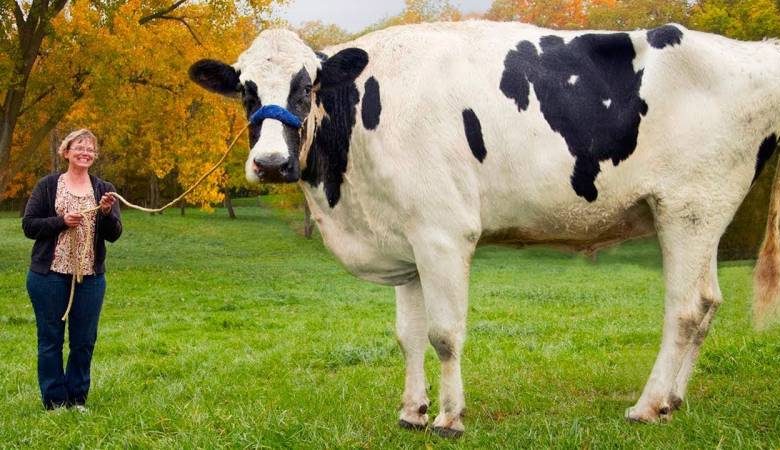 
Зачем австралийцам коровы, которых не доят                