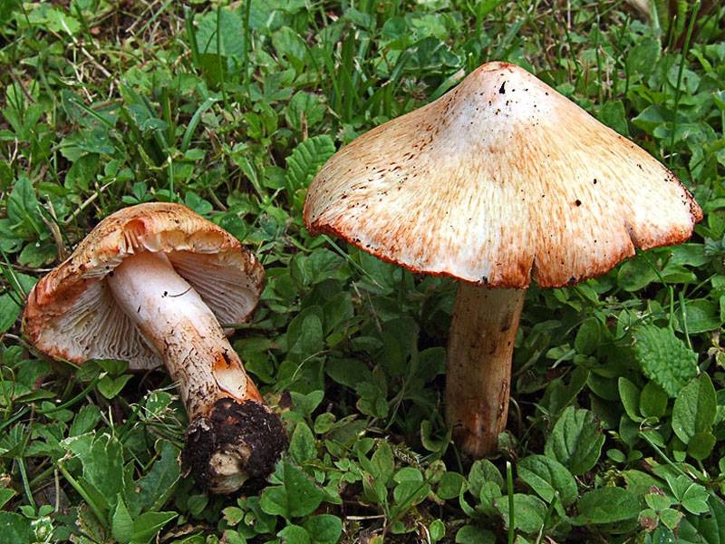 
Как по внешнему виду отличить несъедобный гриб от съедобного                