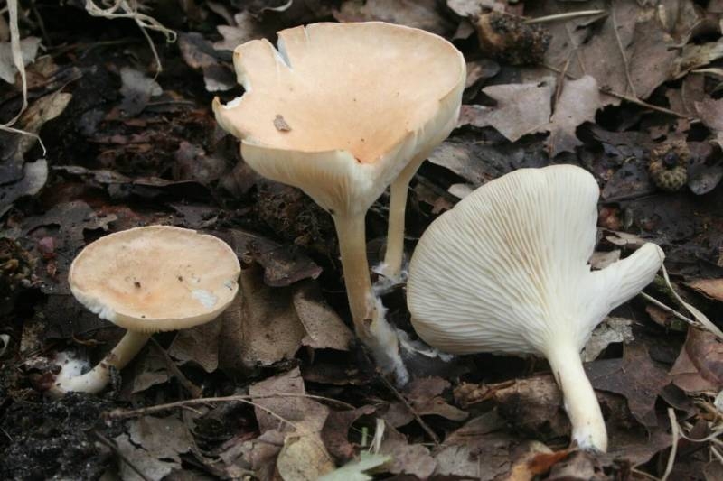 
Как по внешнему виду отличить несъедобный гриб от съедобного                