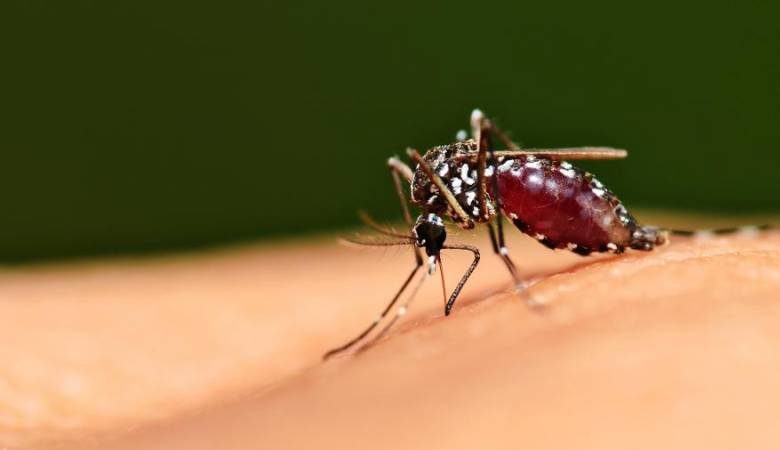 
Как защитить себя и своих близких от нашествия комаров в летний период                