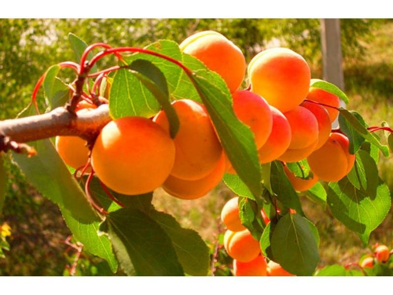 
Полезные свойства абрикоса для человеческого организма                