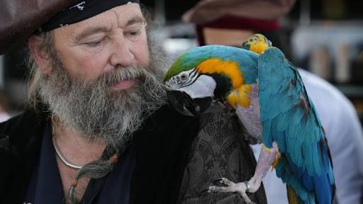 
Популярные мифы о пиратах, и зачем на самом деле они держали попугаев                