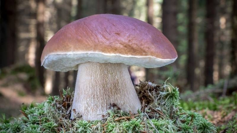 
Сезон «тихой охоты» открыт: какие грибы сейчас собирают в Подмосковье в июне 2021 года                