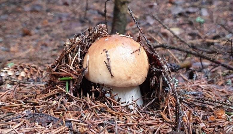 
Сезон «тихой охоты» открыт: какие грибы сейчас собирают в Подмосковье в июне 2021 года                