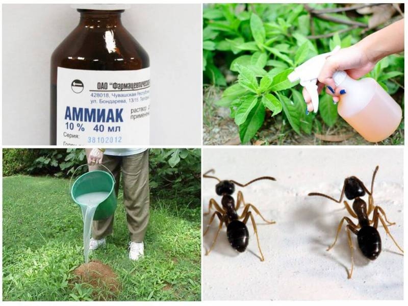 
Спасаем огород: как применять нашатырный спирт от муравьев                