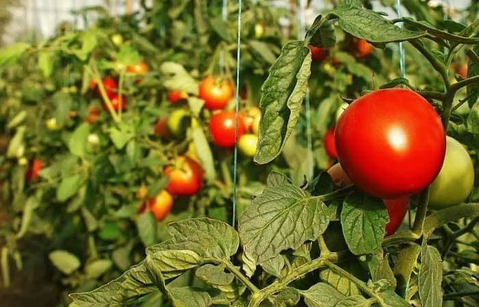 
Подкормка томатов в июле 2021 года: как увеличить урожай помидоров                