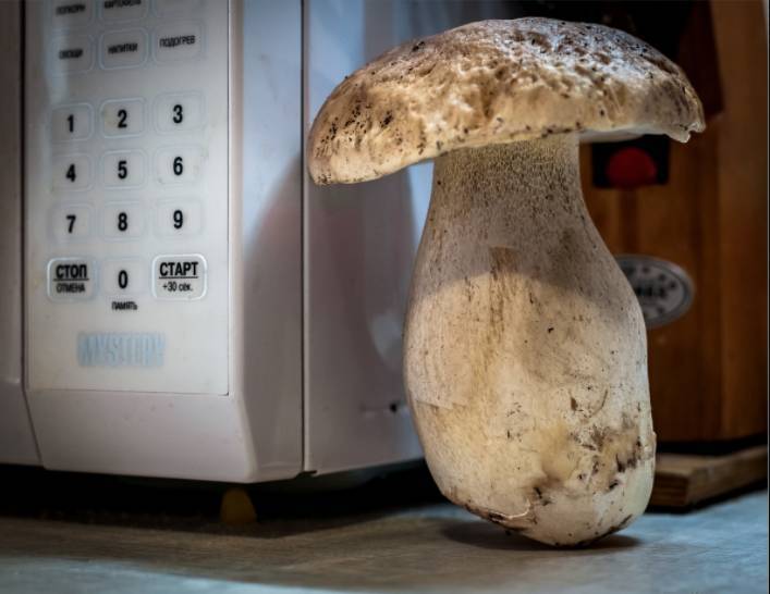 
Как правильно обрабатывать лесные грибы перед сушкой, правила заготовки на зиму                