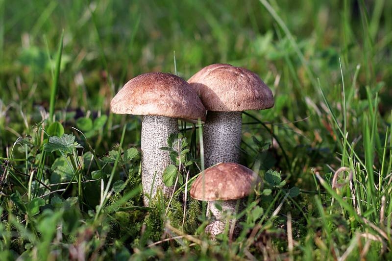 
Какие грибы уже сейчас можно собирать в Подмосковье                