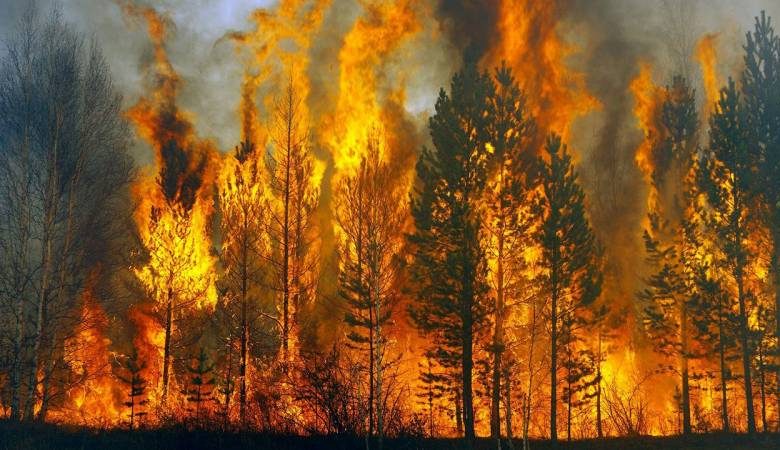
Опубликованы первые фото последствий лесных пожаров в Красноярском крае                