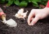 Ухаживаем за посаженным под зиму чесноком правильно: чем подкармливать и как поливать растение