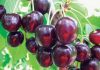 Когда начинает плодоносить черешня после посадки, самые популярные сорта