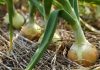 Как определить зрелость лука, и когда собирать его в июле 2021